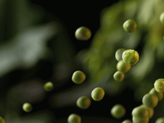 peas0659v2